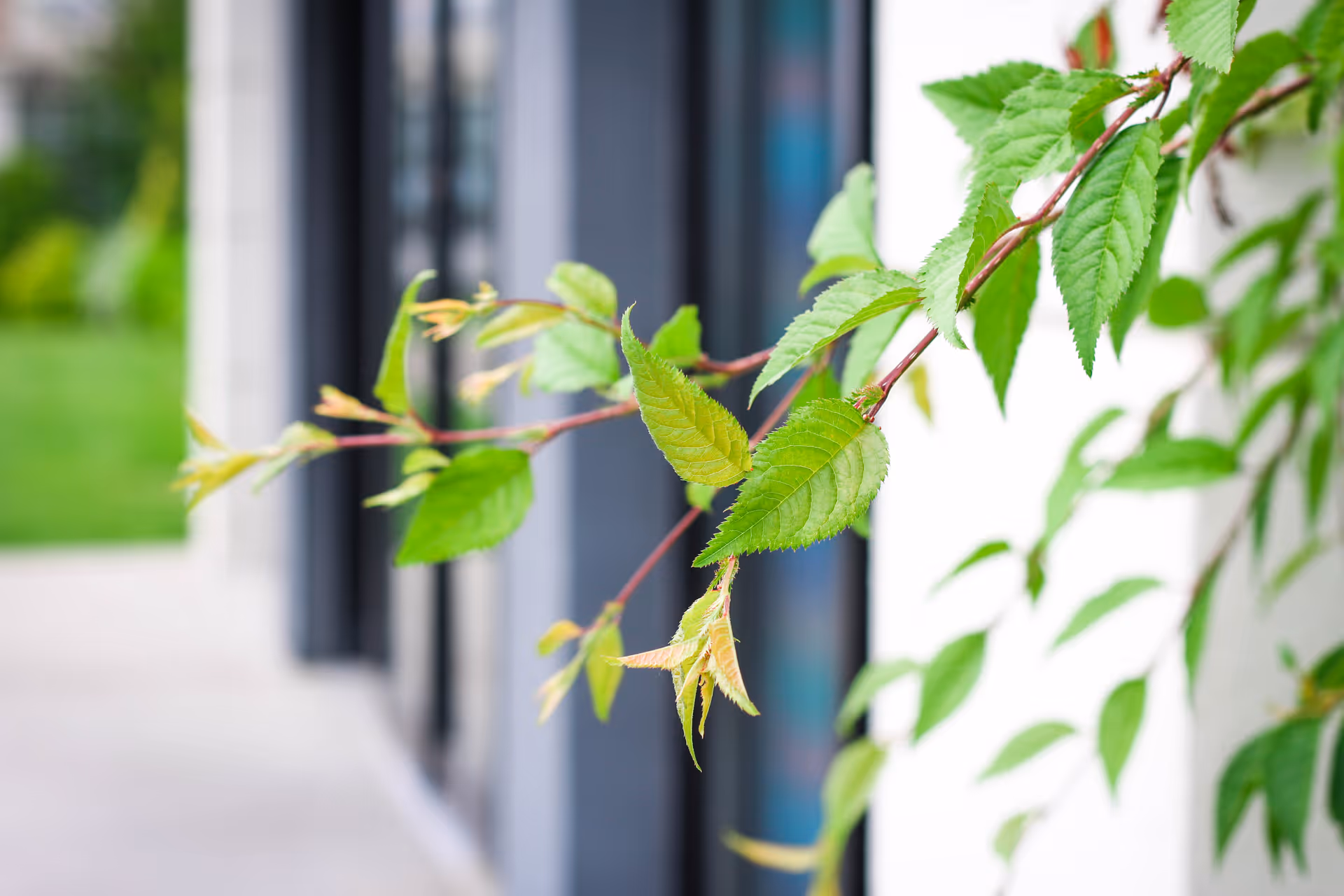 Close-up of green leaves on a branch with a blurred background showing part of a building exterior and greenery.