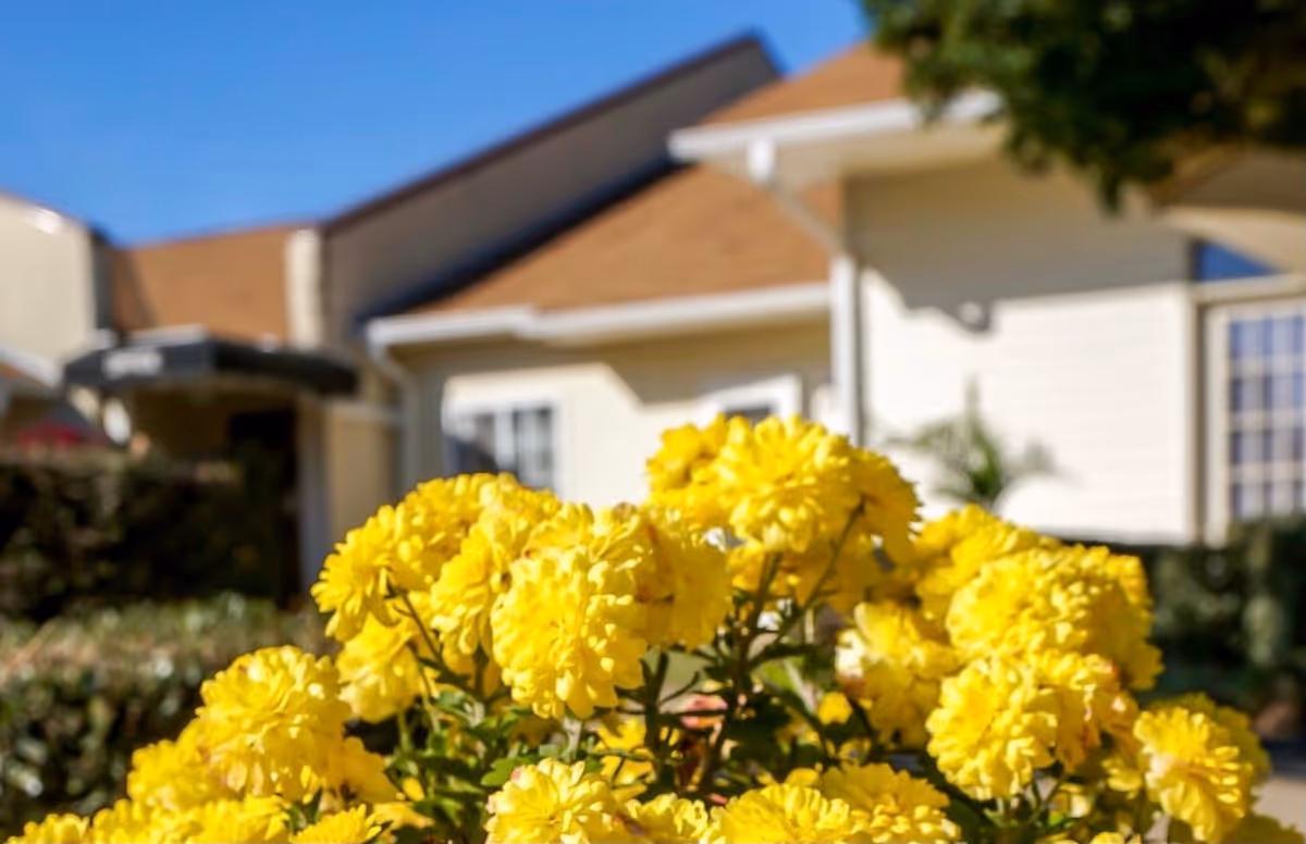 Close-up of bright yellow flowers with a blurred background showing part of a building with beige walls and a brown roof under a clear blue sky.