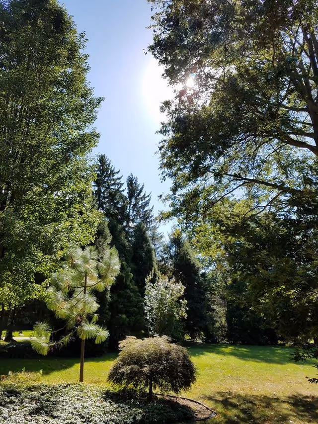 A sunny outdoor garden area with various trees and shrubs, including tall evergreens and smaller leafy trees, under a clear blue sky with the sun shining through the branches.