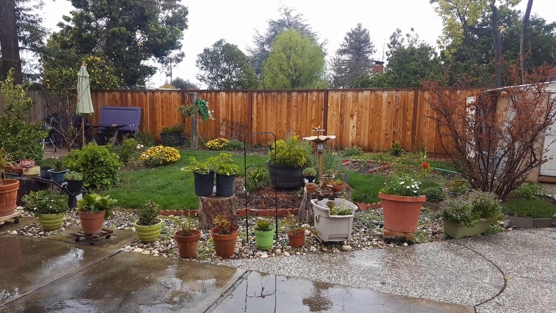 A backyard garden area with a variety of potted plants arranged along a stone border. There is a green lawn with flower beds and shrubs, a wooden fence in the background, and outdoor furniture including a purple bench and a closed umbrella. Trees and bushes surround the garden.