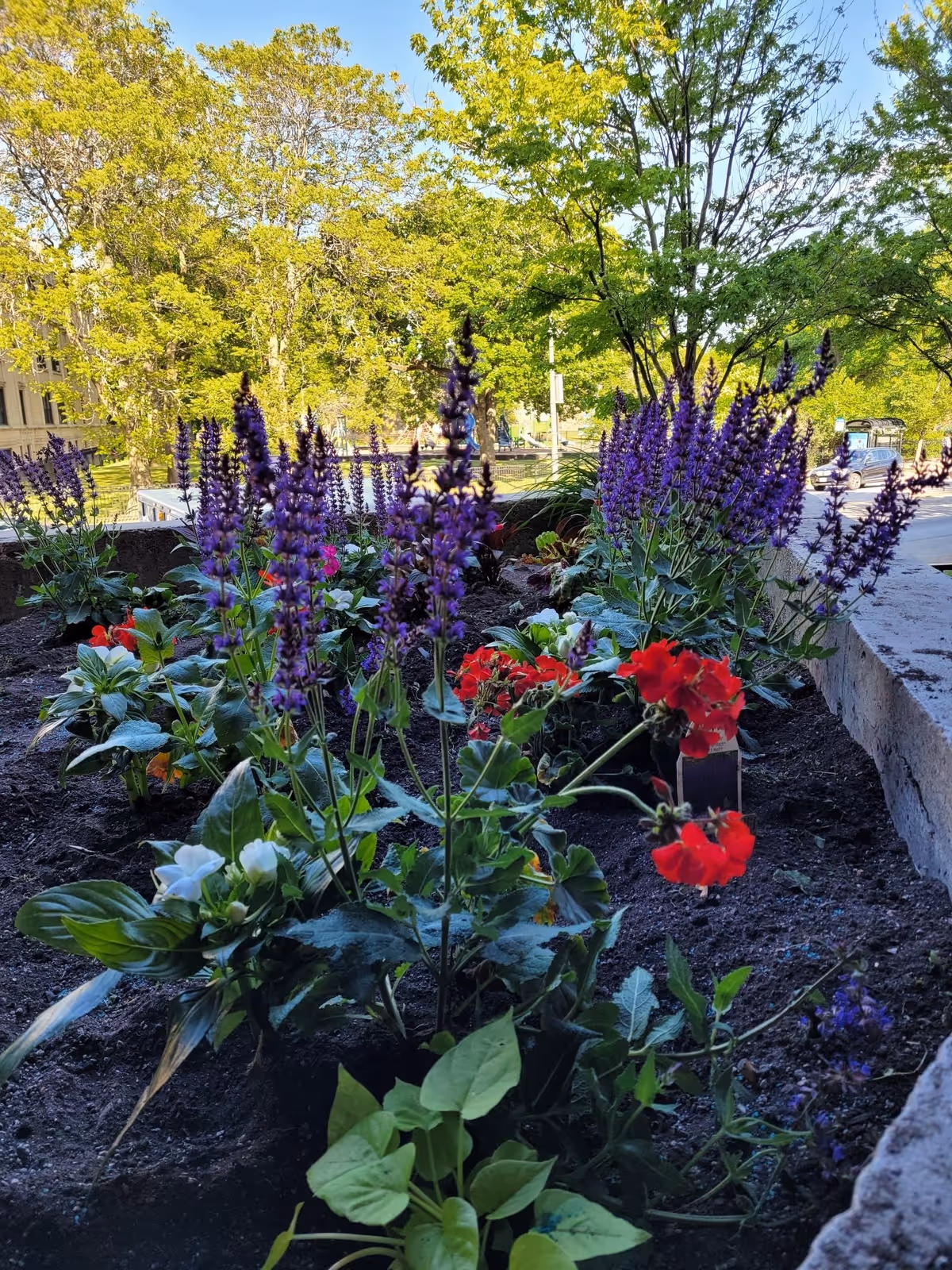 A flower bed with purple, red, and white flowers planted in soil, surrounded by a low stone border. In the background, there are green trees and a street with a parked car visible.