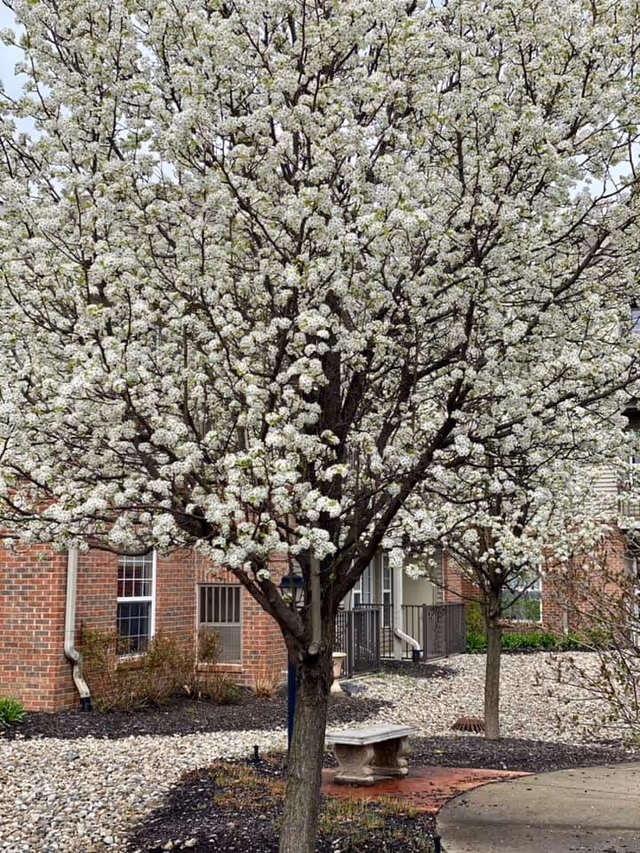 A blooming tree with white flowers in front of a brick building with windows and a small porch. There is a stone bench on a paved area surrounded by landscaping with rocks and mulch.