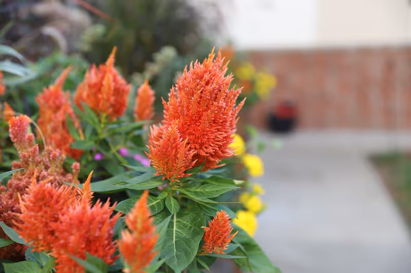 Close-up of vibrant orange-red flowers with green leaves in a garden area, with a blurred pathway and wall in the background.