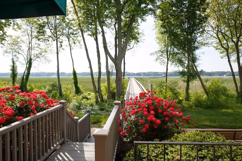 View from a deck or porch overlooking a garden with vibrant red flowers and green shrubs, leading to a wooden walkway extending out over a marshy area with tall grass and trees, under a bright sky.