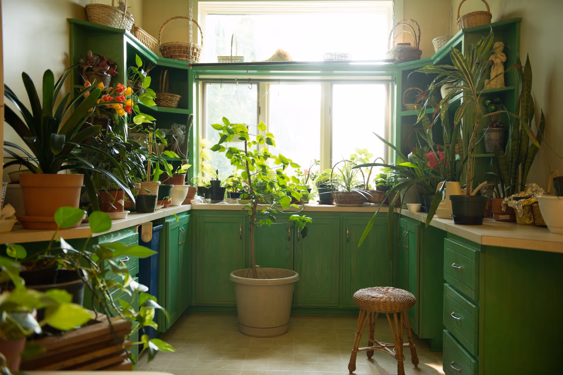 A bright room with green cabinets and shelves filled with various potted plants and wicker baskets. A large window lets in natural light, illuminating the plants and a small wicker stool on the floor.
