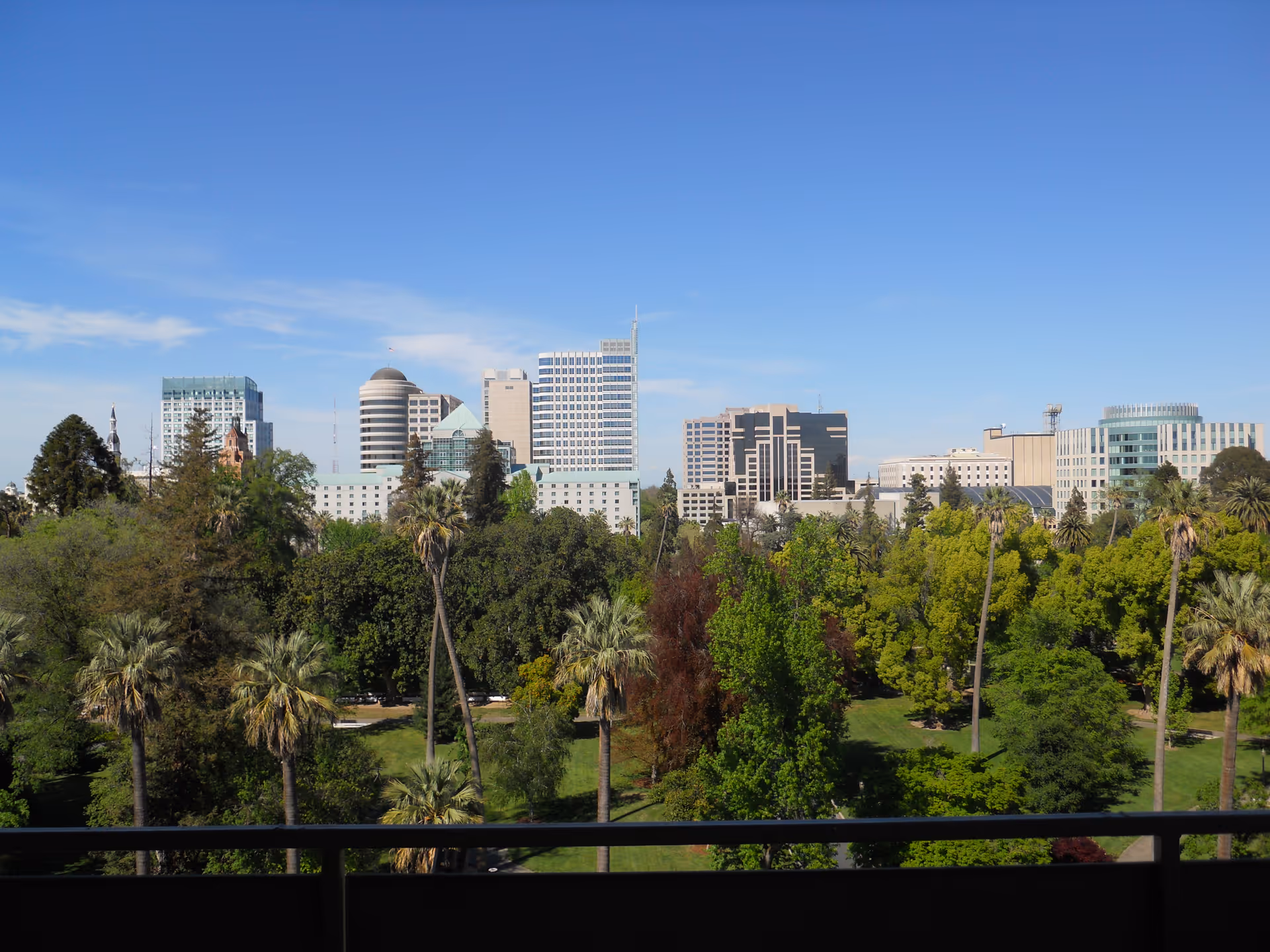 View of a city skyline with various modern buildings behind a large park filled with green trees and palm trees under a clear blue sky.