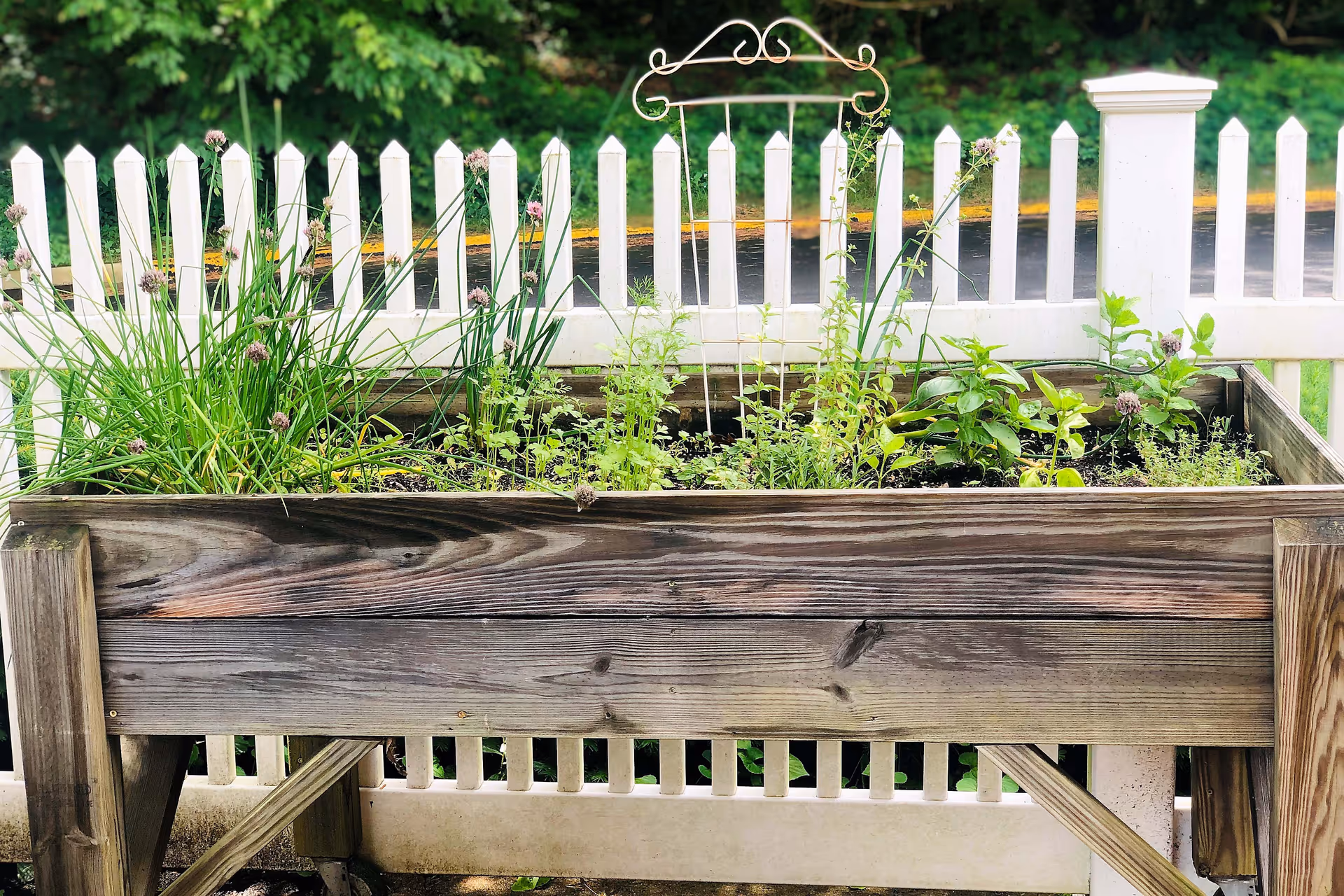 A wooden raised garden bed with various green plants and herbs growing in it, placed in front of a white picket fence with greenery in the background.