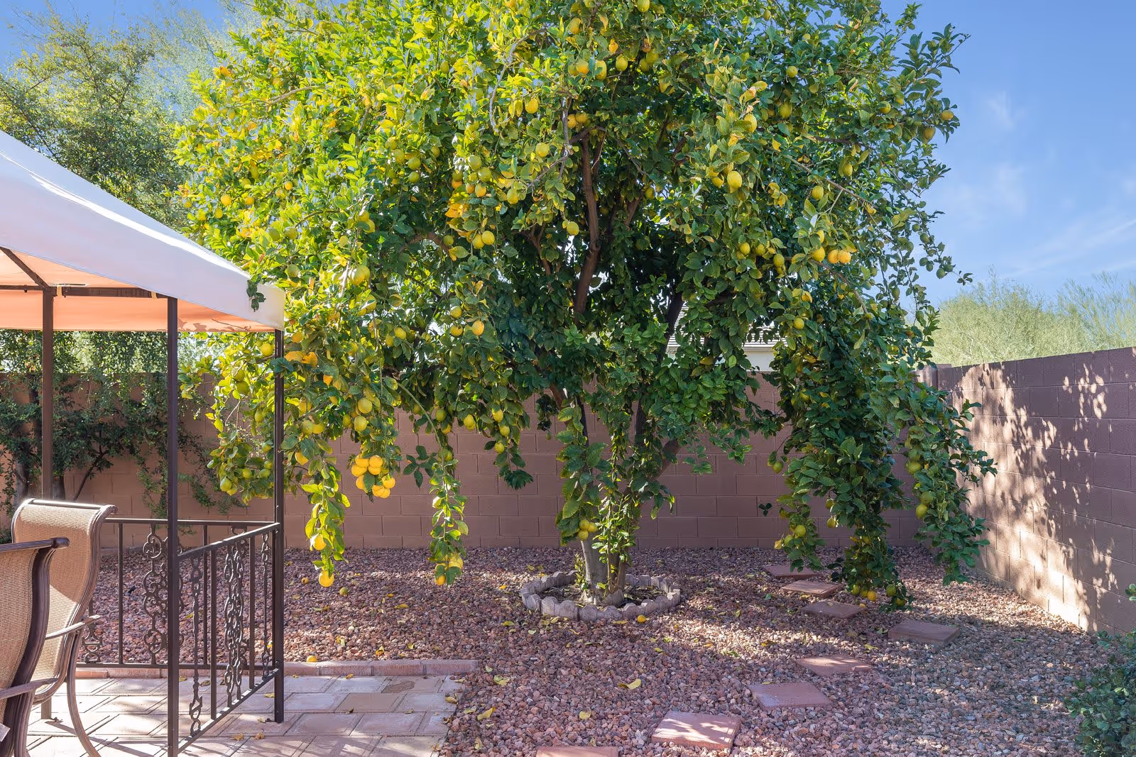 A backyard garden area with a lemon tree full of ripe lemons. There is a paved patio with a metal railing and a chair under a canopy on the left side. The ground is covered with small rocks and stepping stones leading towards the lemon tree. A brick wall encloses the garden, and the sky is clear and blue.