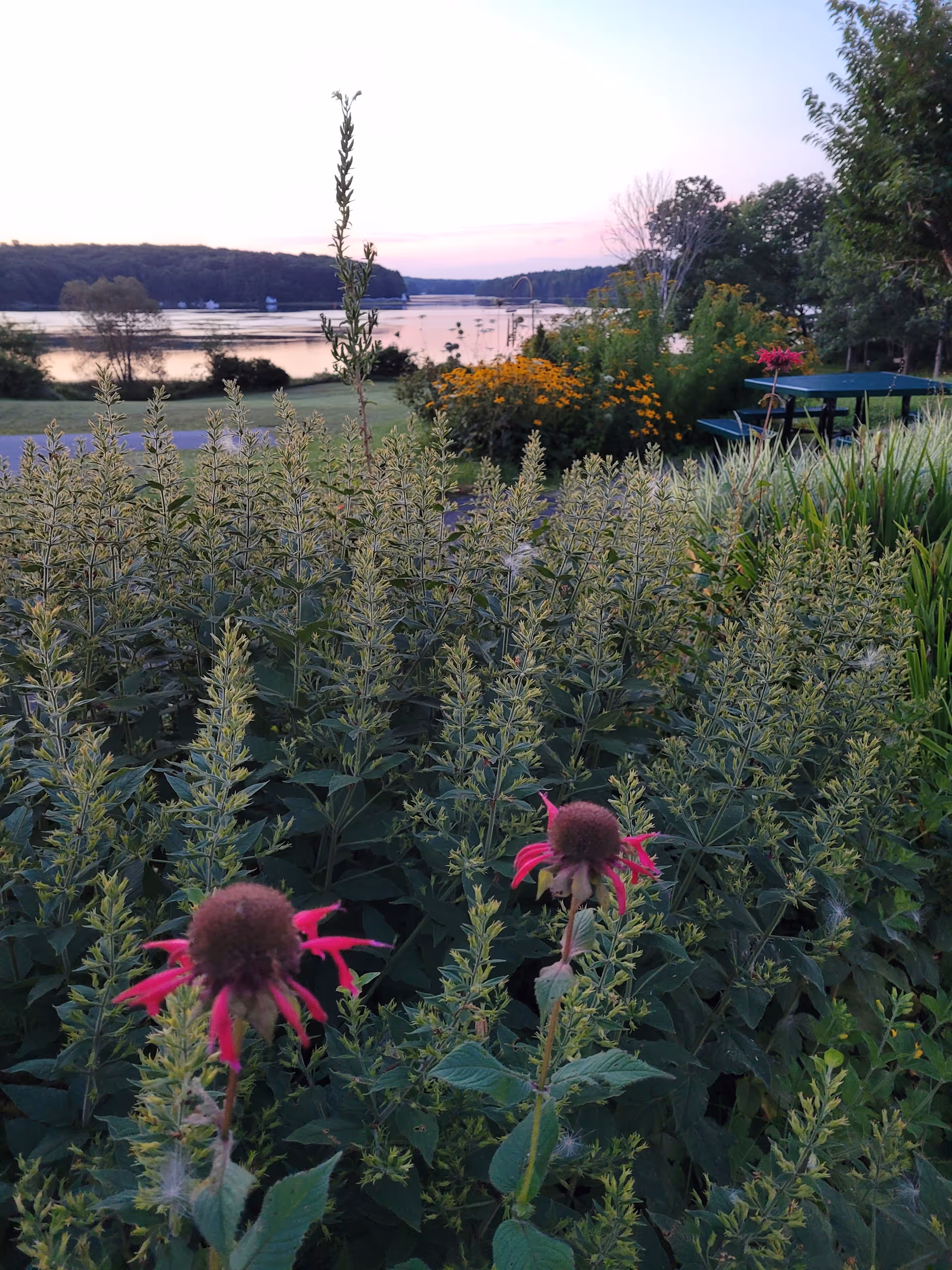 A scenic outdoor view featuring a garden with various plants and flowers in the foreground, including some pink and yellow blooms. In the background, there is a calm body of water with trees along the shoreline under a pastel-colored sky at sunset or sunrise. A picnic table is visible to the right side among the greenery.