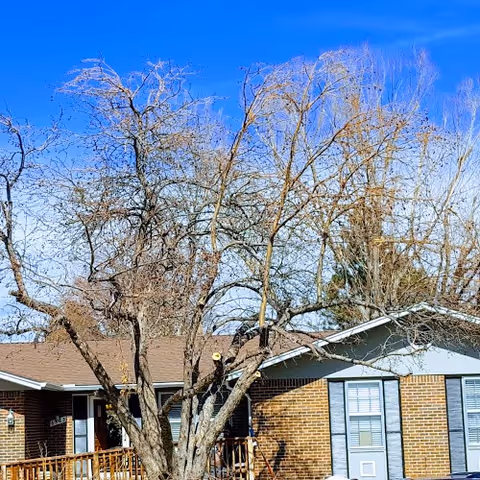 Single-story brick assisted living building facade with a large leafless tree in front under a bright blue sky.