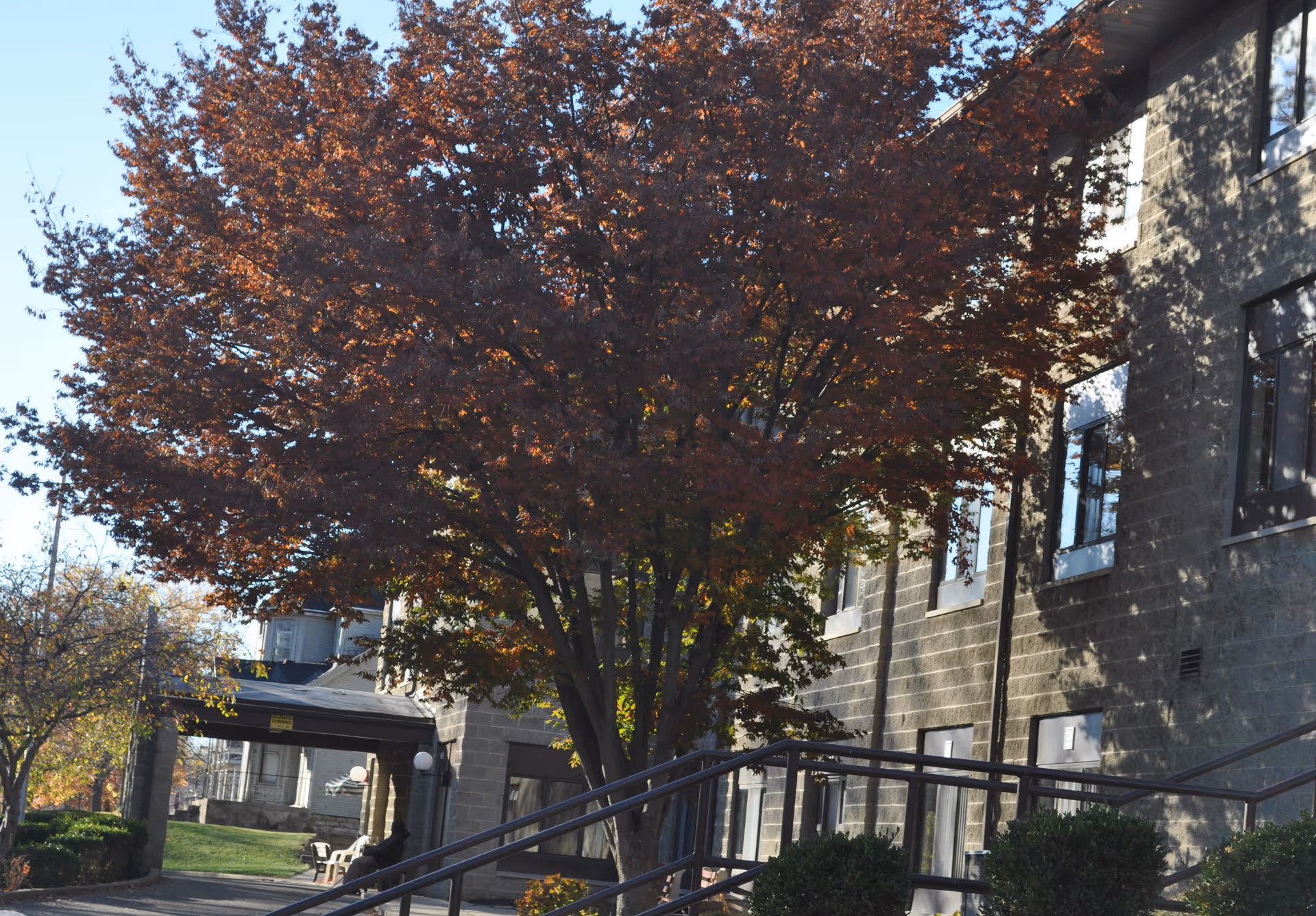 Exterior view of a building with a large tree featuring autumn-colored leaves in front. The building has multiple windows and a ramp with handrails leading to an entrance. There is a covered walkway and some bushes along the pathway.