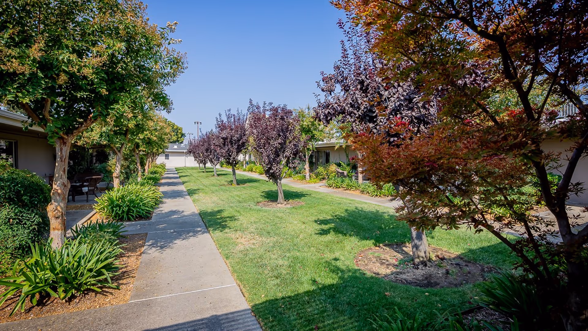 A landscaped outdoor courtyard at Casa de Modesto featuring a concrete walkway bordered by green grass and various trees with green and purple foliage. The area is surrounded by single-story buildings with windows and some outdoor seating visible under the trees.