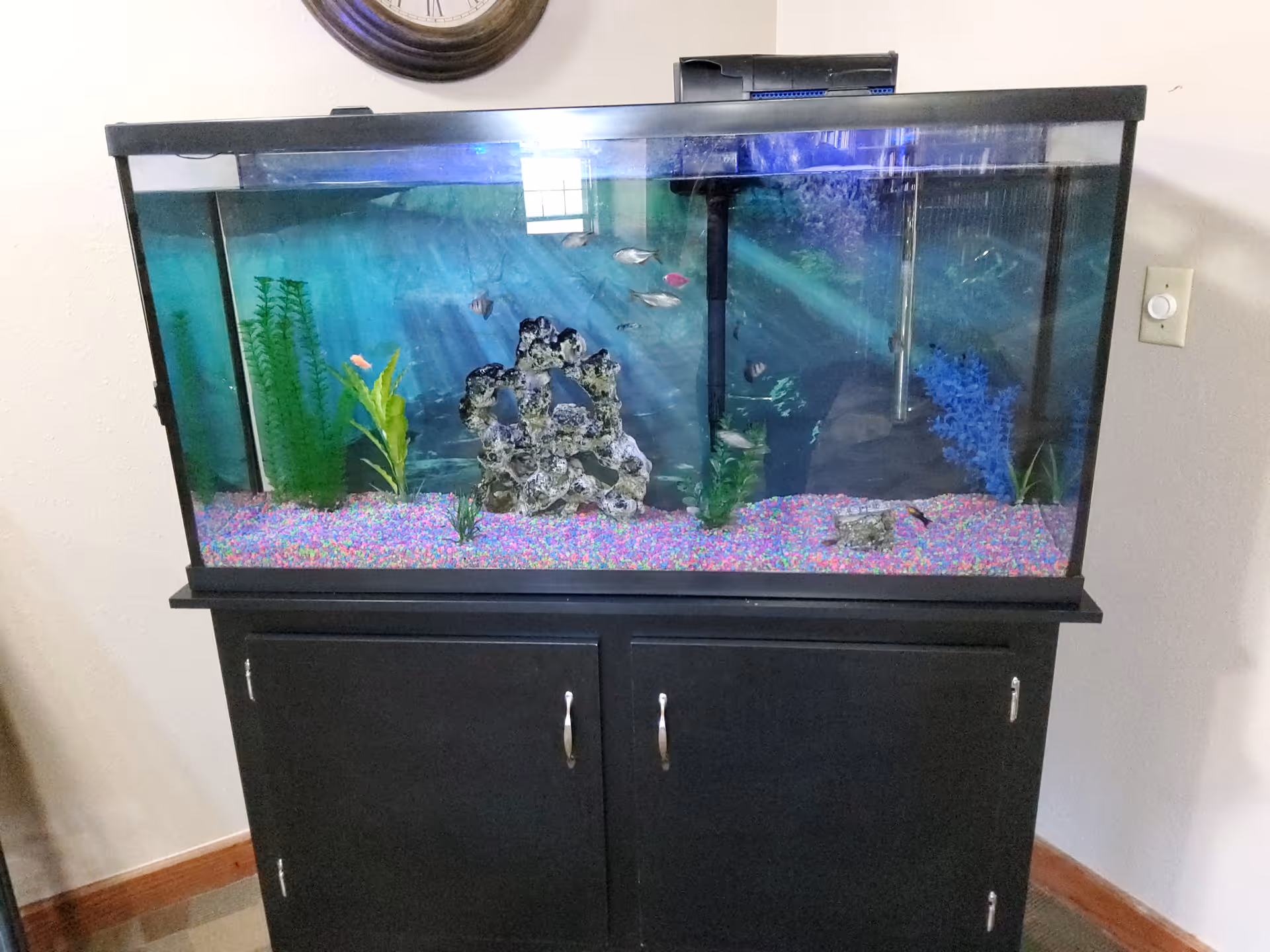A large rectangular fish tank filled with colorful gravel, artificial plants, and several small fish. The tank is placed on a black cabinet with two doors. A wall clock is partially visible above the tank, and a light switch is on the wall to the right.