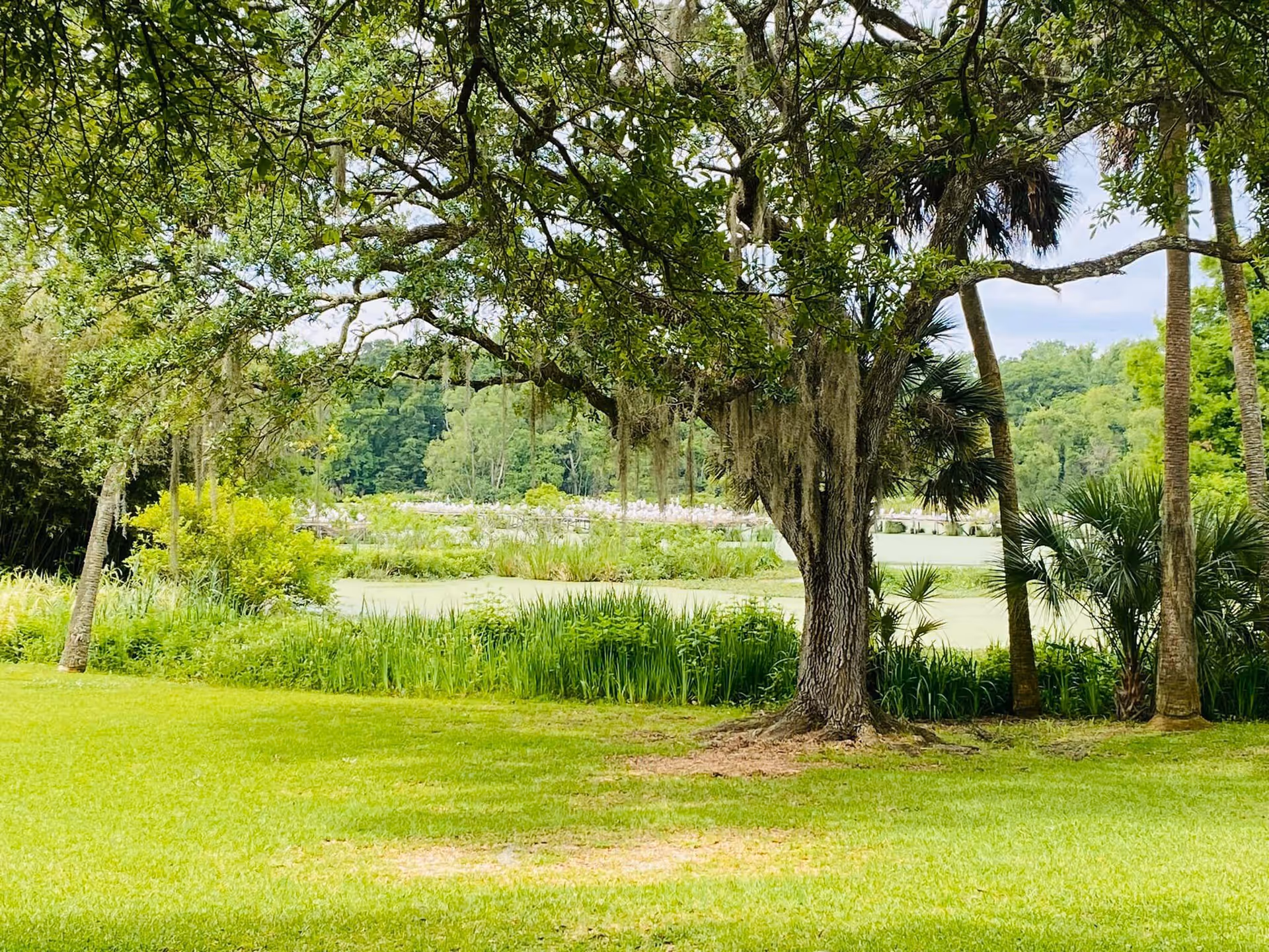 A lush outdoor scene featuring a large tree with hanging moss in the foreground, surrounded by various green plants and palm trees. In the background, there is a pond or wetland area with more greenery and trees under a partly cloudy sky.