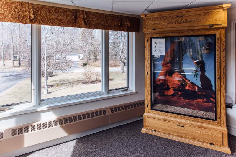 Sunlit interior room with large windows overlooking a wooded yard and a wooden display cabinet.