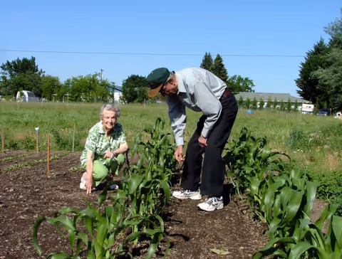 Two elderly individuals tending to plants in a garden on a sunny day. One person is crouching and smiling at the camera, while the other is bending over to inspect the plants. The garden is surrounded by green grass and trees under a clear blue sky.