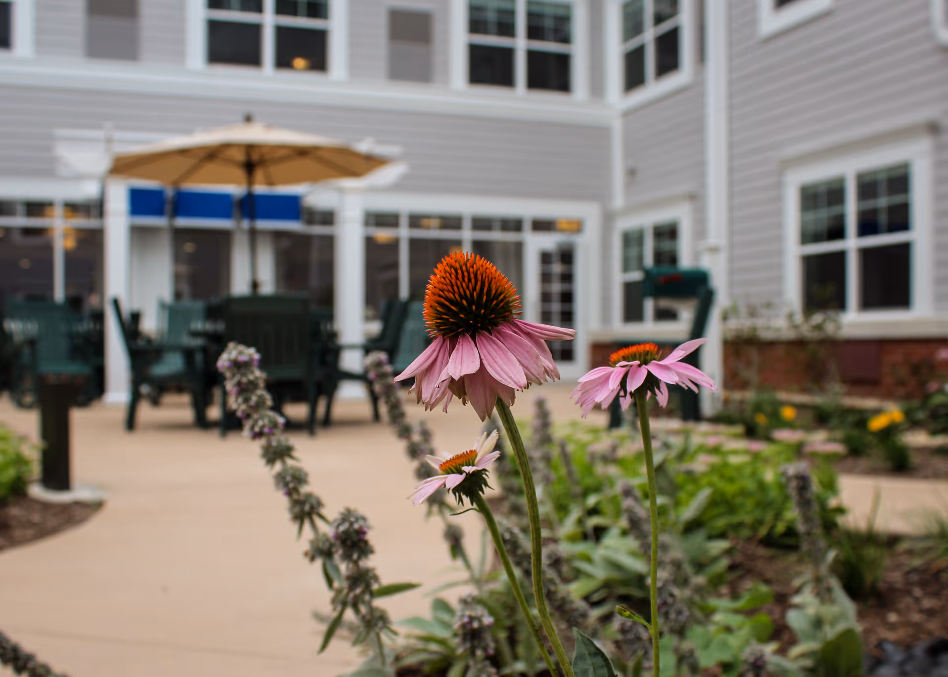 Pink coneflowers in the foreground of a courtyard garden with patio tables, an umbrella, and the exterior of a multi-story senior living building in the background.