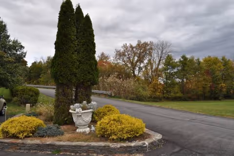 A landscaped roundabout with tall evergreen trees, yellow shrubs, and a decorative white planter by a road.