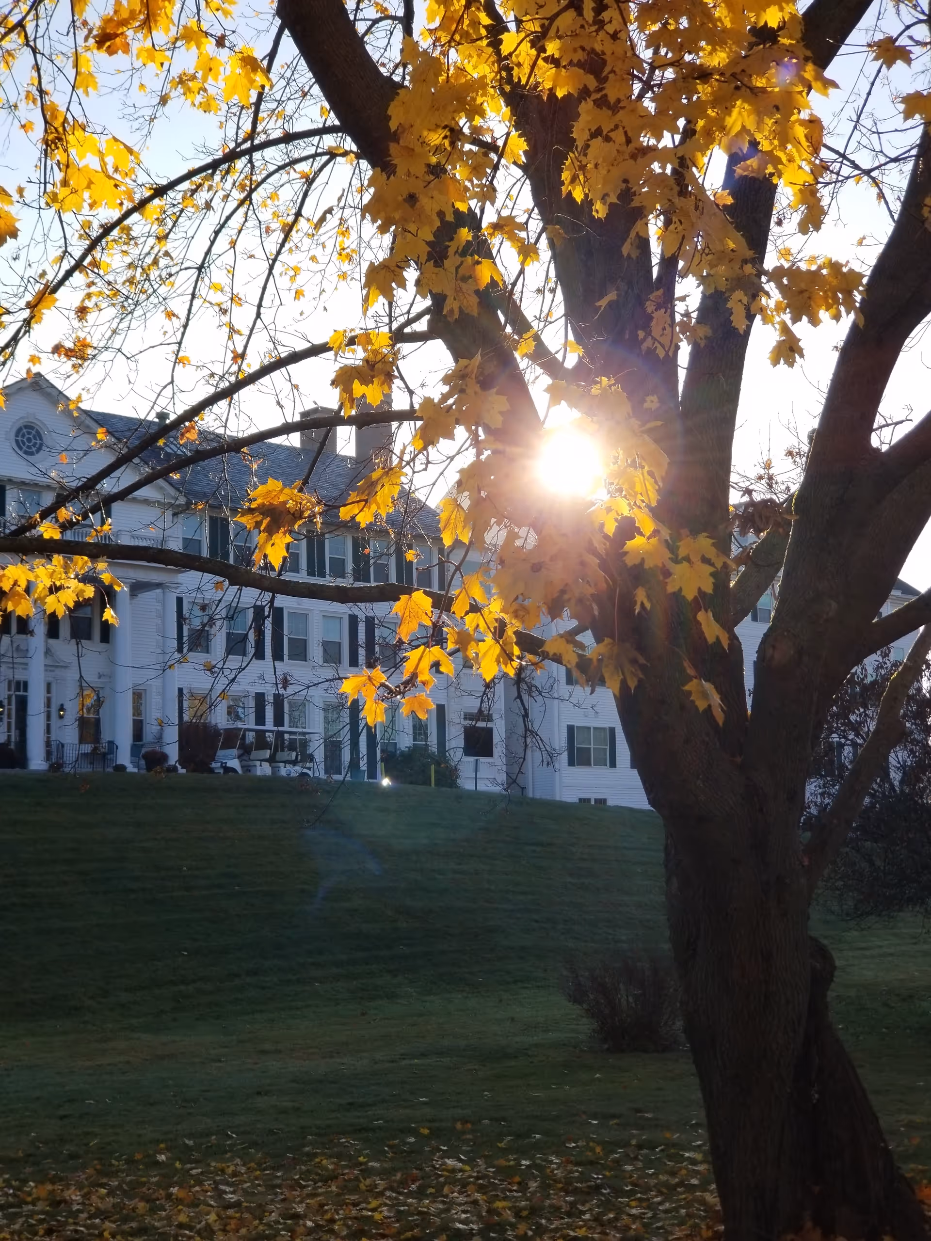 Sunlight filters through a tree with yellow autumn leaves in front of a white multi-story building on a grassy lawn.
