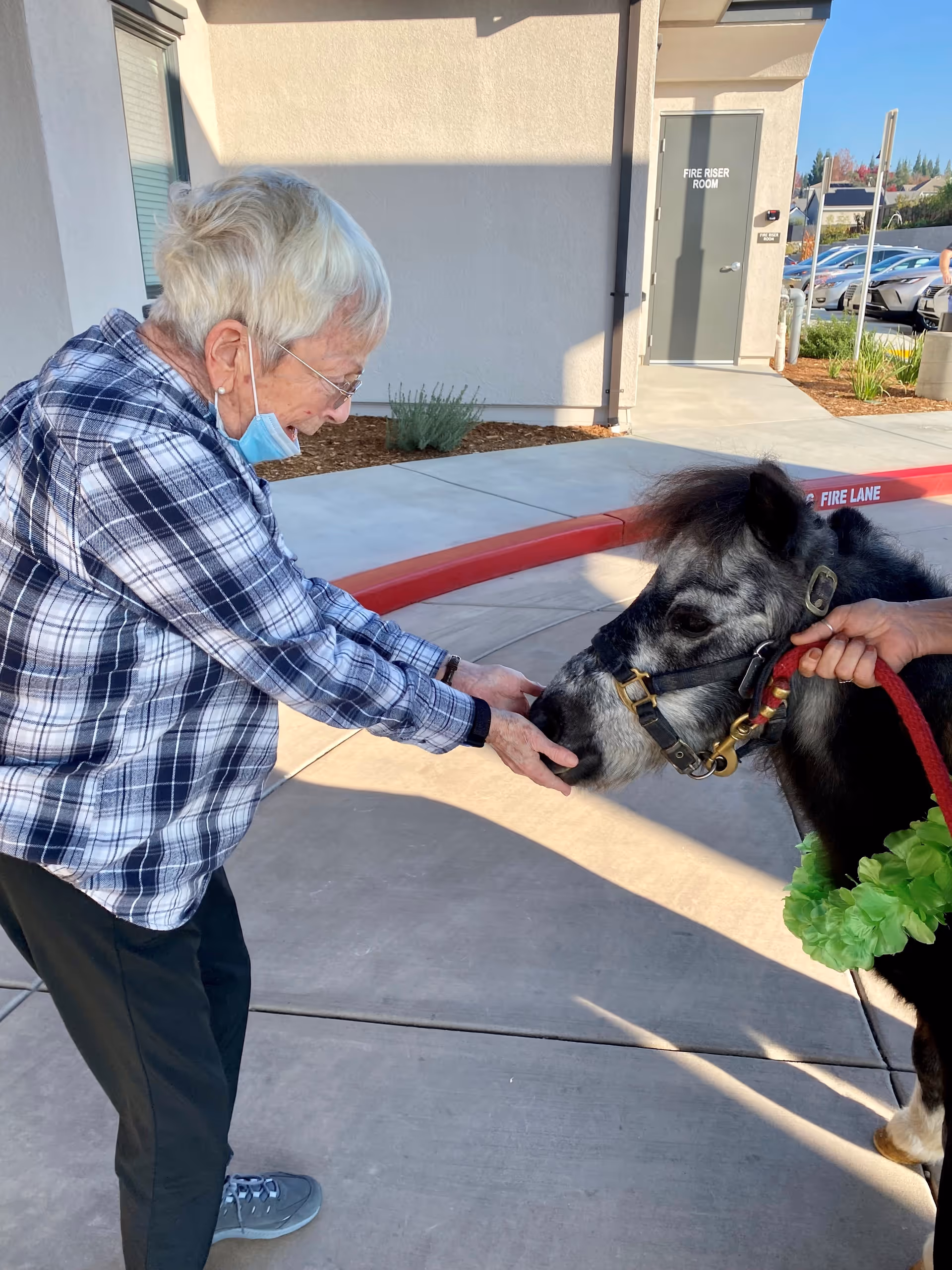 An elderly woman wearing a plaid shirt and black pants is feeding or petting a small black and white pony outside a building. The woman is smiling and wearing a face mask pulled down below her chin. The pony is wearing a green decorative collar and is being held by a person whose hand is visible. The scene is set on a concrete sidewalk near a parking lot with cars in the background.