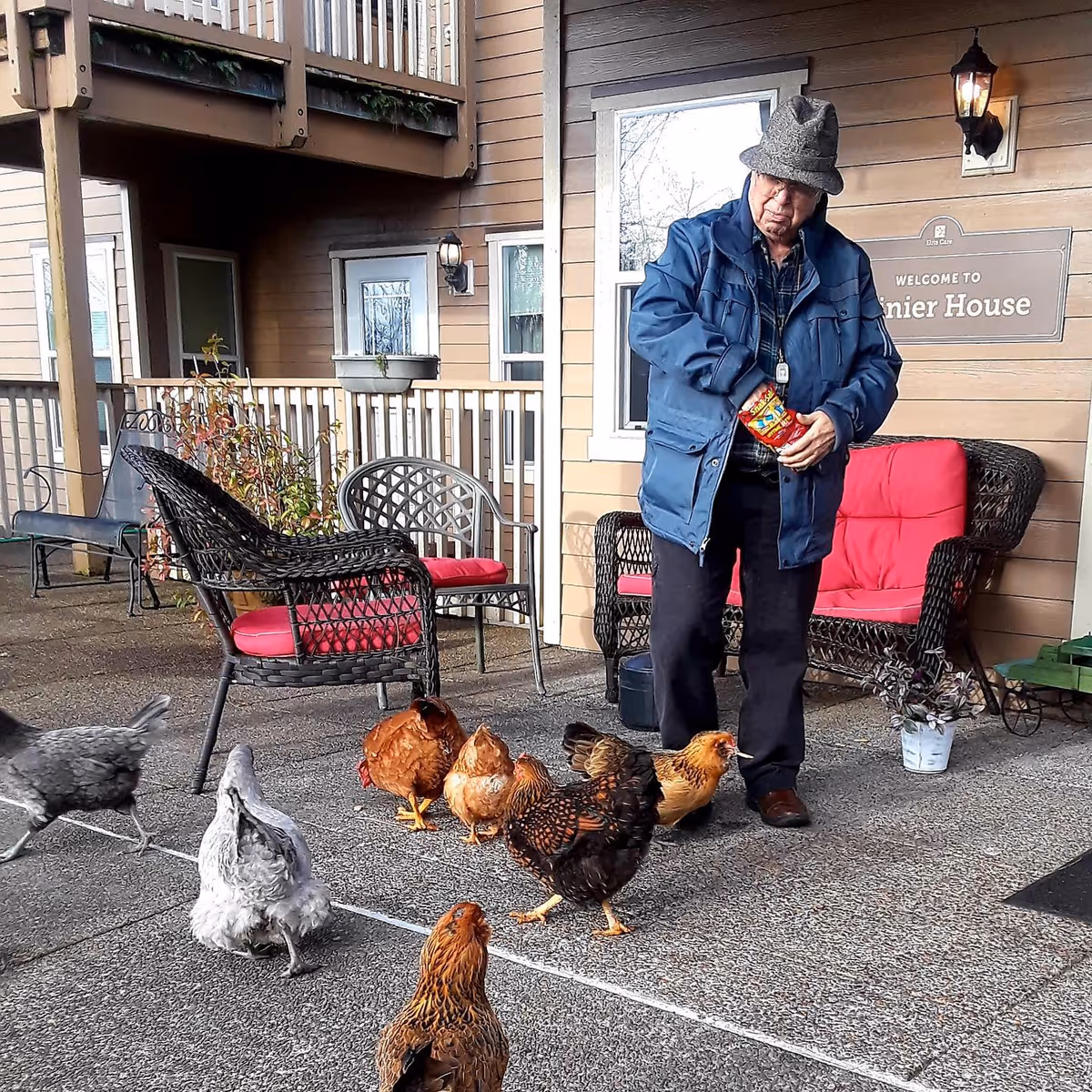 An elderly man in a blue jacket feeds several chickens on the patio in front of a senior living building with wicker chairs.