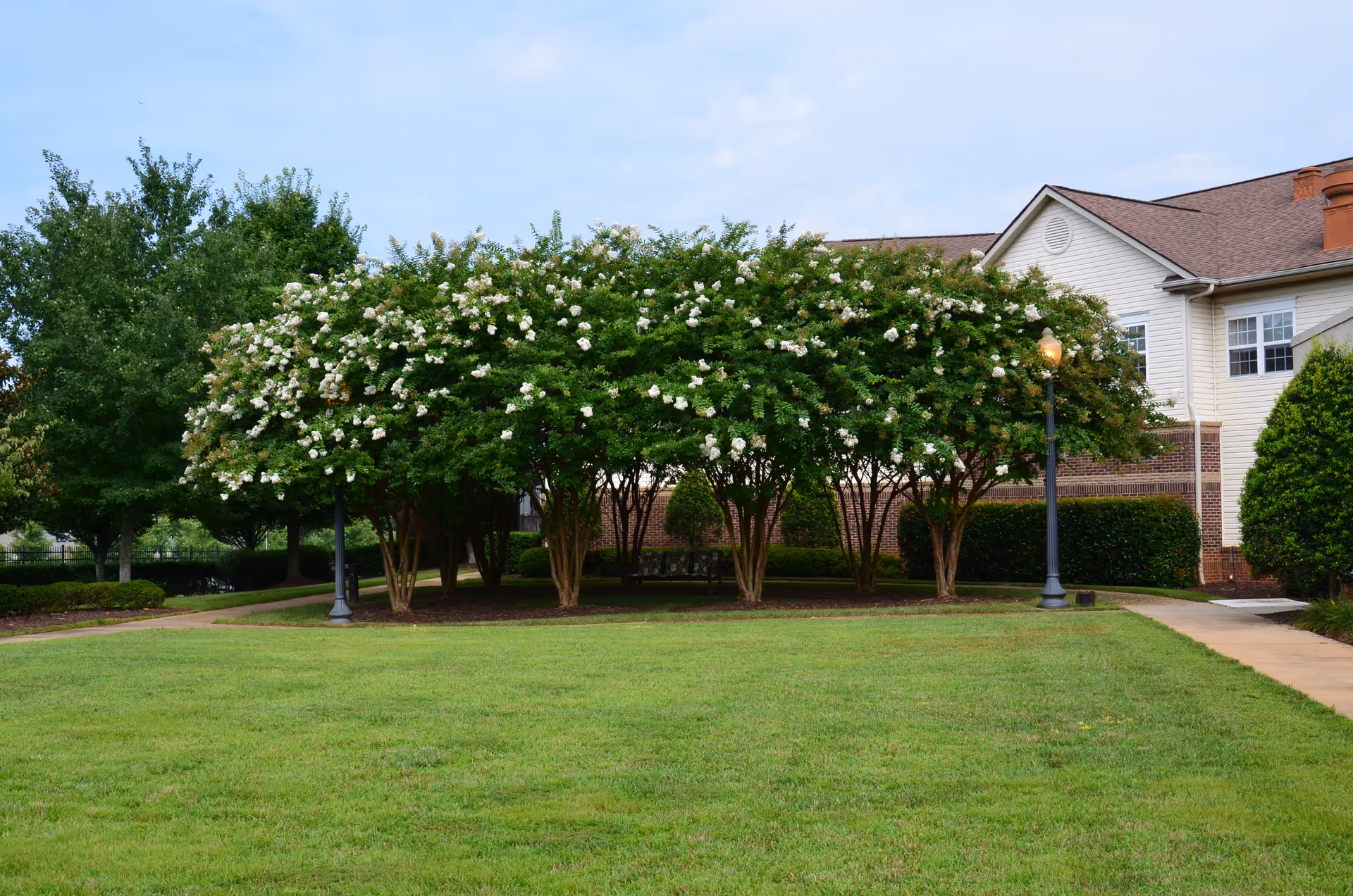 A grassy lawn and walkway in front of a residential building with a row of flowering trees and lampposts.