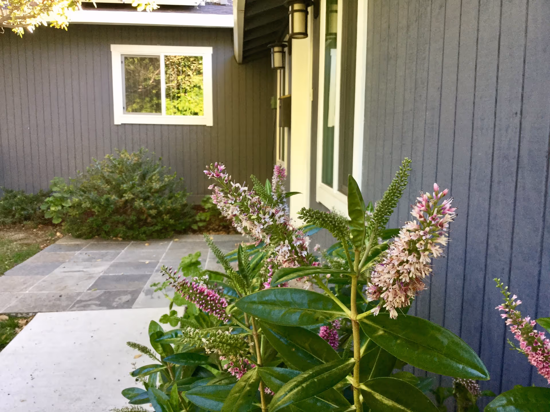 Close-up of flowering plants with pink and white blossoms in front of a gray building with white-framed windows and a tiled patio area.