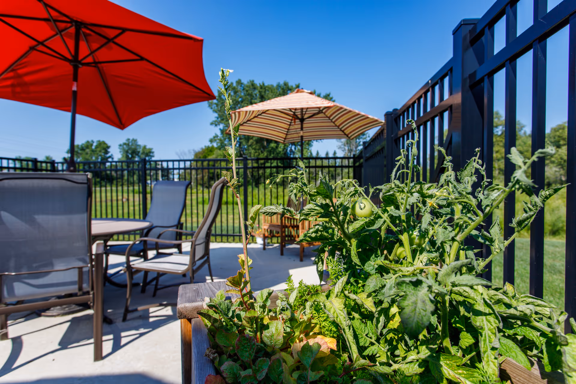 Outdoor patio with chairs, tables, colorful umbrellas, and a planter of green tomato plants next to a black metal railing.