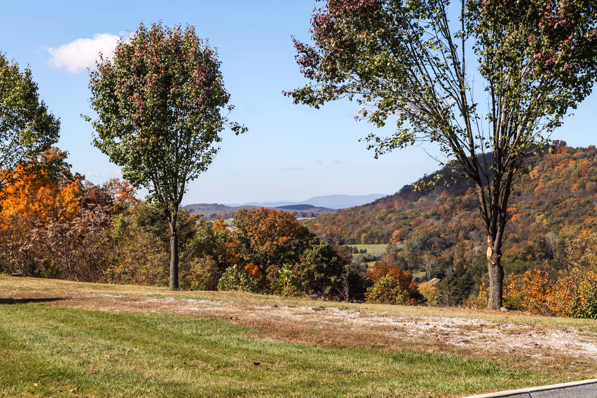 Grassy foreground with two trees overlooking a valley of rolling hills covered in autumn foliage under a clear blue sky.