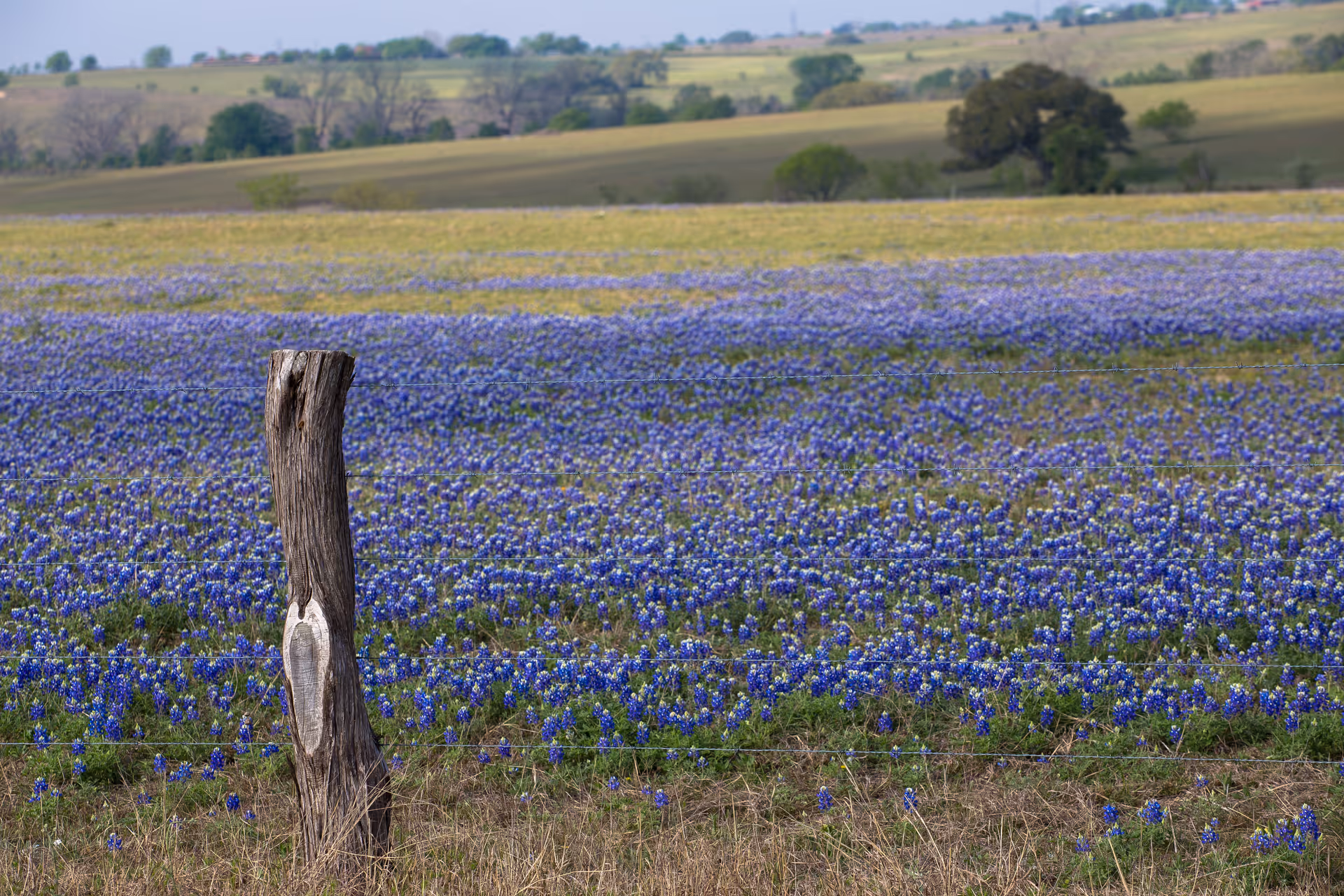 A vast field covered with blooming bluebonnet flowers with a wooden fence post in the foreground and rolling hills in the background under a clear sky.