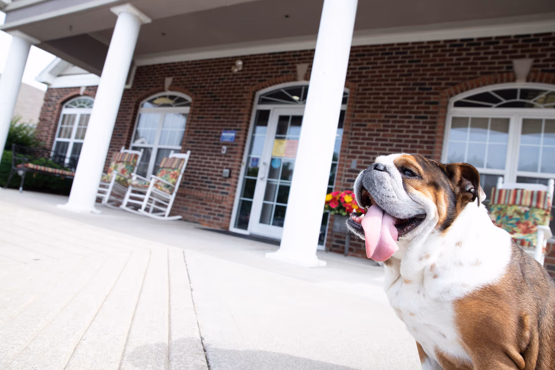A happy bulldog with its tongue out sitting on a concrete porch in front of a brick building with white columns and rocking chairs with floral cushions.