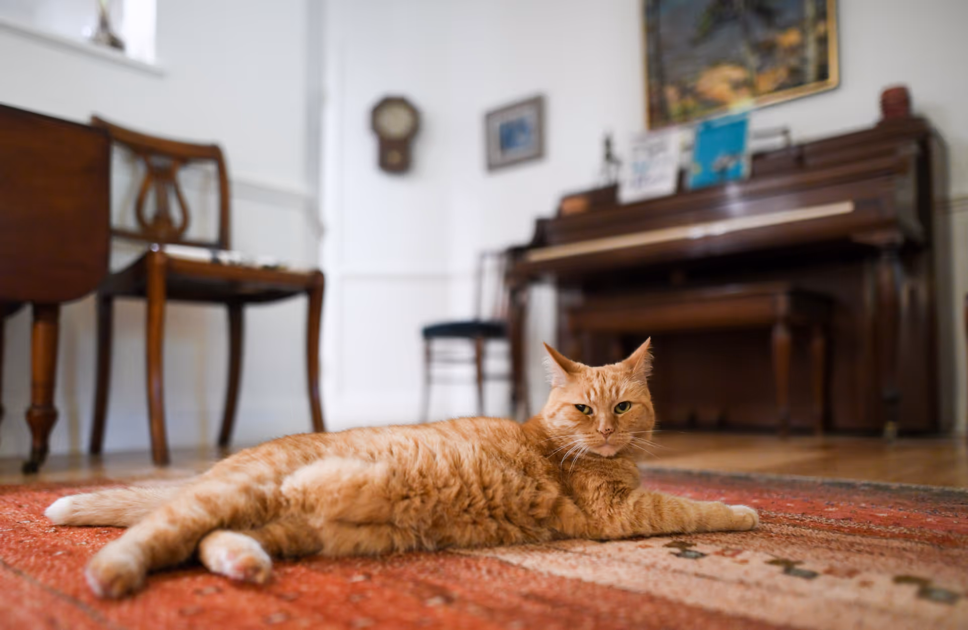 An orange tabby cat lying on a patterned rug in a room with wooden furniture including a piano, chairs, and a small table. The room has white walls with framed pictures and a clock hanging on the wall.