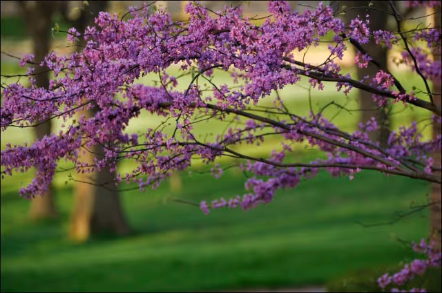 Branches of a tree covered in purple blossoms with a grassy park background.
