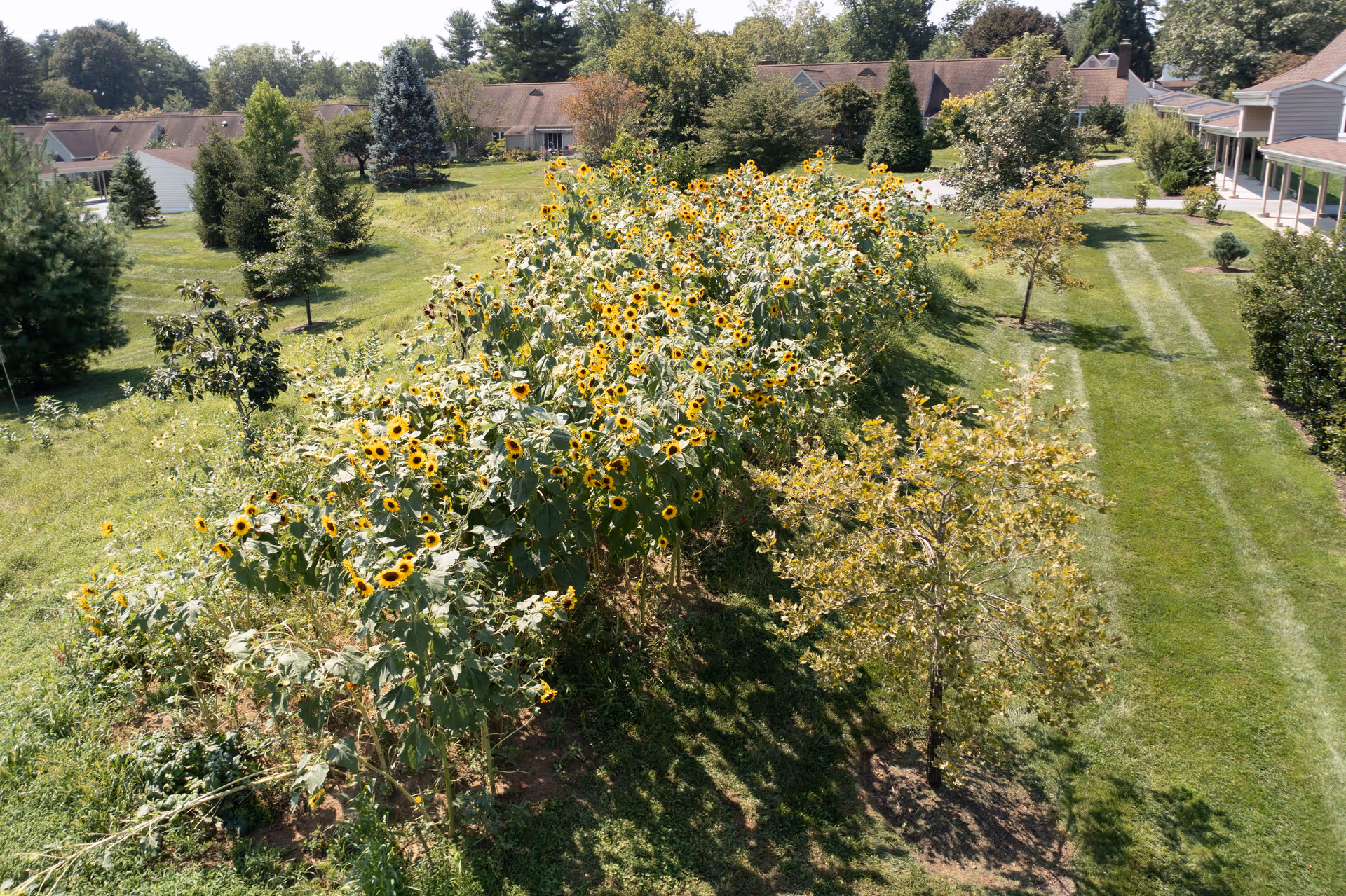 Aerial view of a long row of sunflowers in a grassy courtyard flanked by residential buildings.
