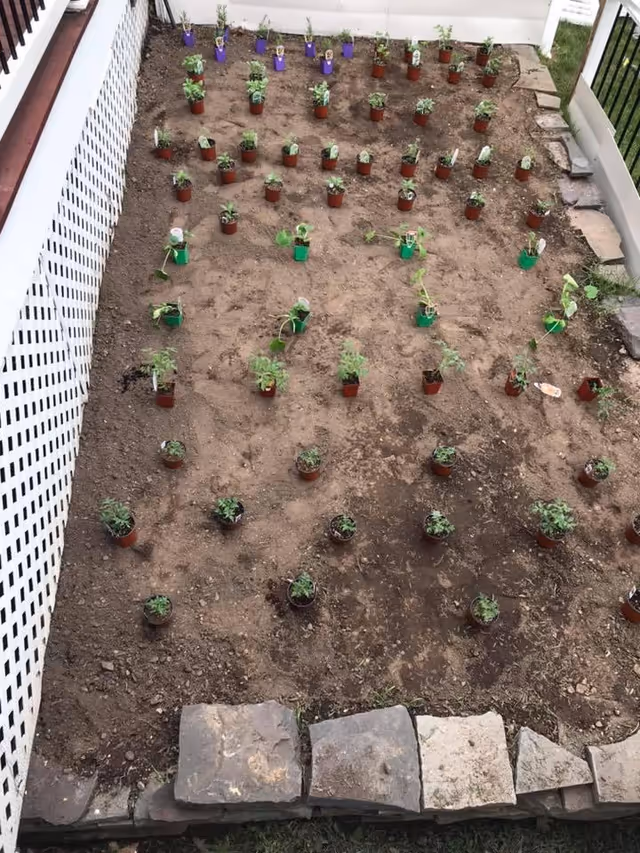Overhead view of a rectangular garden bed with dozens of small potted seedlings arranged in a grid next to a white lattice and stone border.