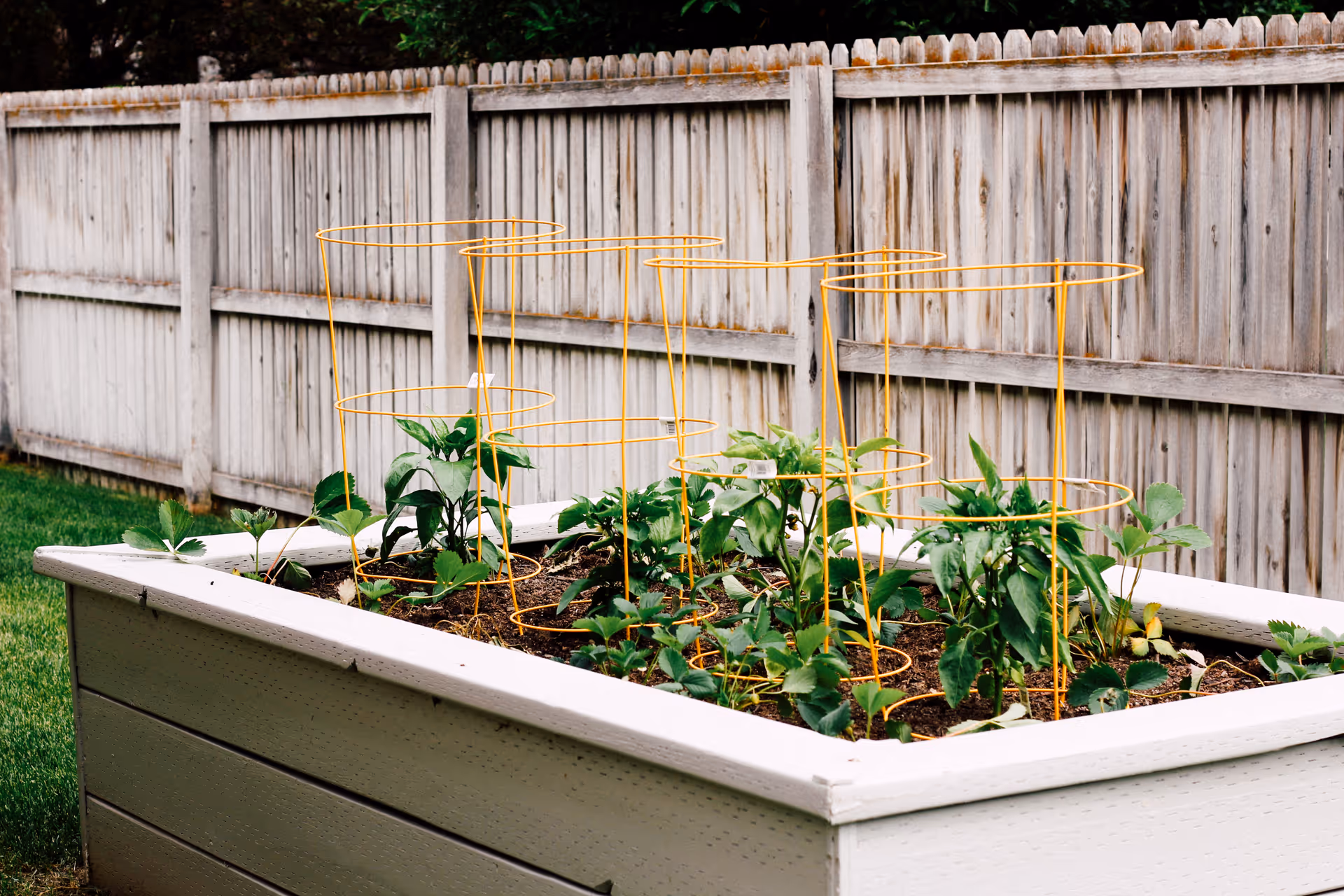 A raised garden bed with young green plants supported by yellow wire cages, situated outdoors next to a wooden fence with grass surrounding the area.