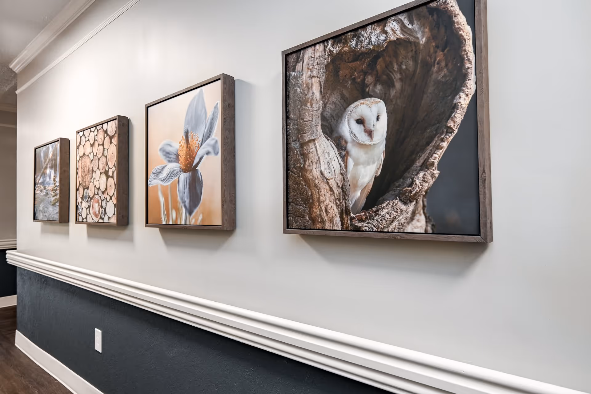 A hallway wall decorated with four framed pictures, including an owl in a tree hollow, a close-up of a flower, a pattern of cut wood logs, and a waterfall scene. The wall has white upper paint and dark lower paint with a white chair rail molding separating the two colors.