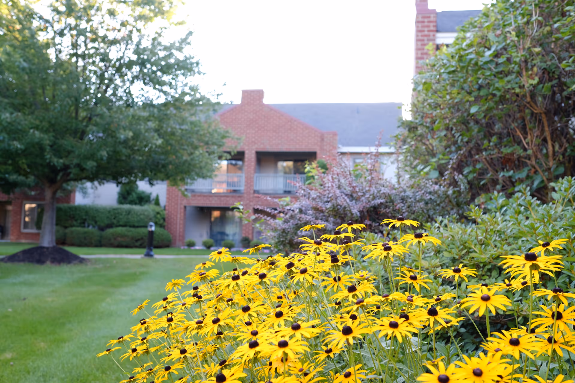 Yellow flowers in full bloom in the foreground with green bushes and trees surrounding a red brick building with balconies in the background, under a clear sky.