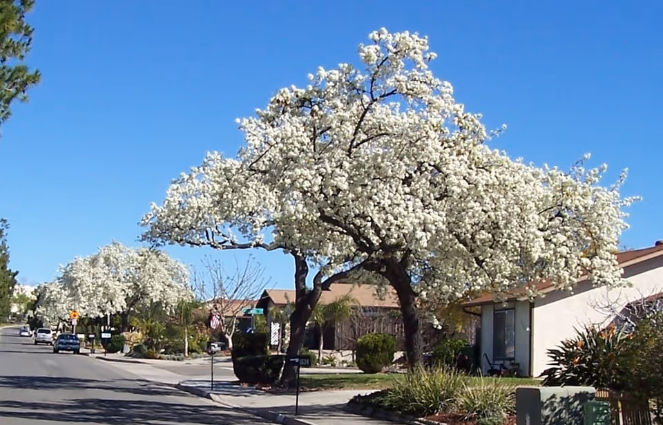 A suburban street lined with houses and trees covered in white blossoms under a clear blue sky.