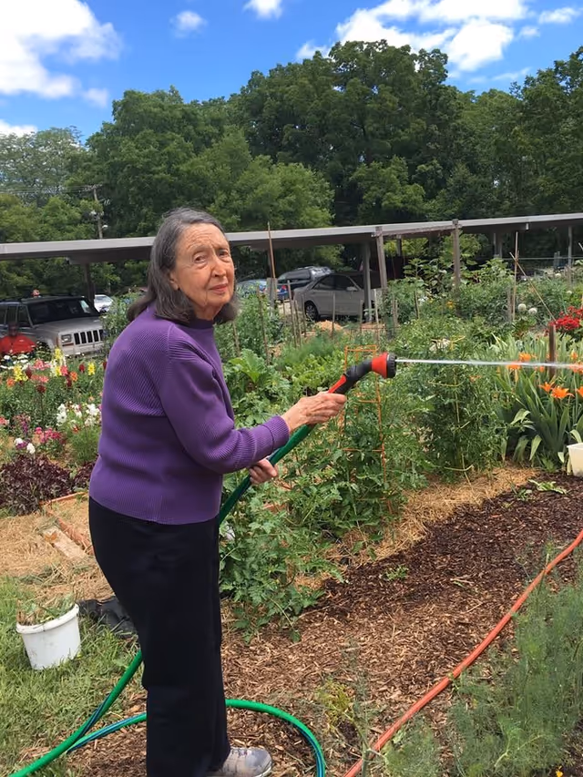 An elderly woman wearing a purple sweater and black pants is watering plants in a garden using a green hose with a red nozzle. The garden is lush with various flowers and vegetables, and there are trees and parked cars in the background under a partly cloudy sky.