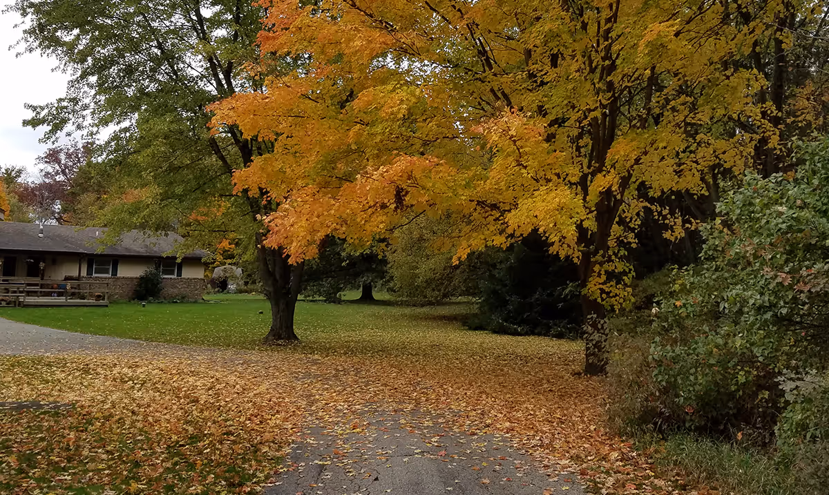A peaceful outdoor scene at Nicole's Place - Mondeau AFC featuring a paved pathway covered with fallen autumn leaves. Trees with vibrant yellow and orange foliage line the path, and a single-story building with a porch is visible on the left side surrounded by green grass and additional trees.