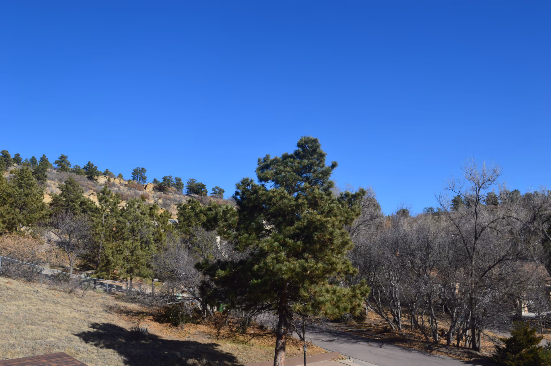 Outdoor view of a hillside with a mix of evergreen and leafless trees under a clear blue sky. A paved road curves through the area, and a chain-link fence is visible on the left side.