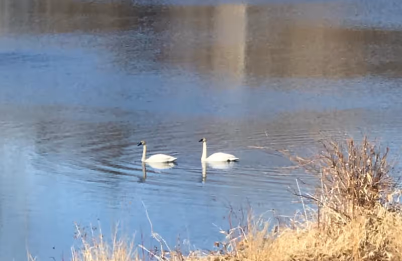 Two white swans swimming on a calm body of water with dry grass and shrubs along the shore.