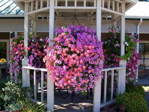 Hanging flower baskets surround a white gazebo at a senior living campus