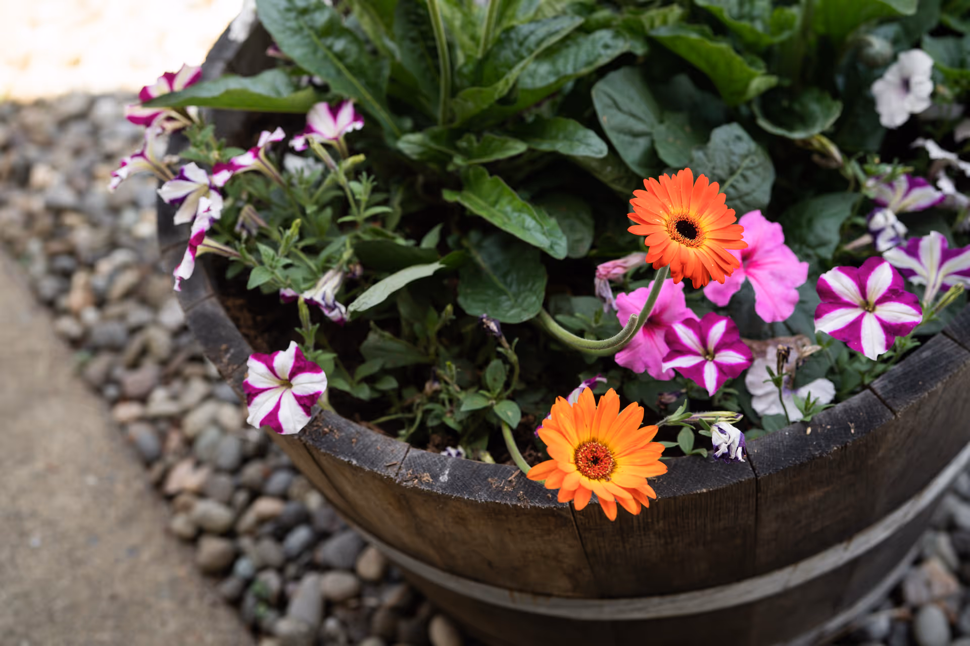 Close-up of a wooden barrel planter filled with green leafy plants and colorful flowers including orange daisies and pink and white petunias, placed on a gravel surface.