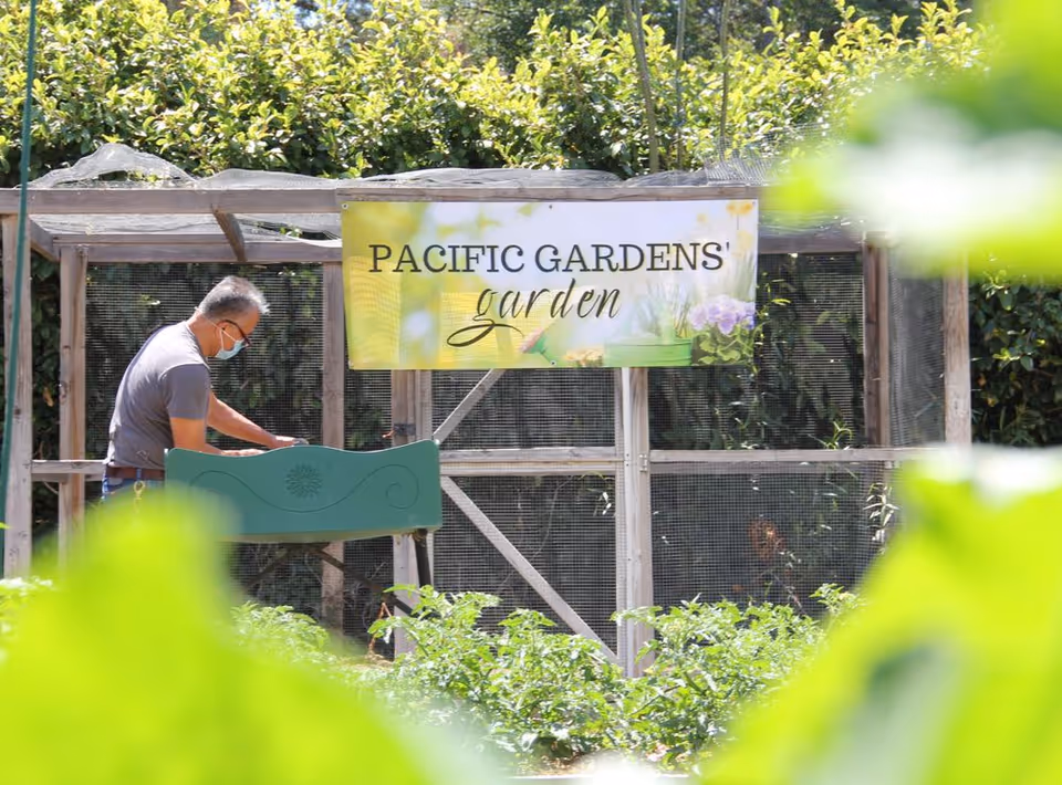 A masked person tending a raised garden bed beneath a "Pacific Gardens' garden" sign in an outdoor garden.