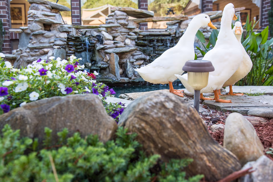 Three white ducks standing near a small pond with a rock waterfall feature, surrounded by flowers, rocks, and greenery in an outdoor garden area.