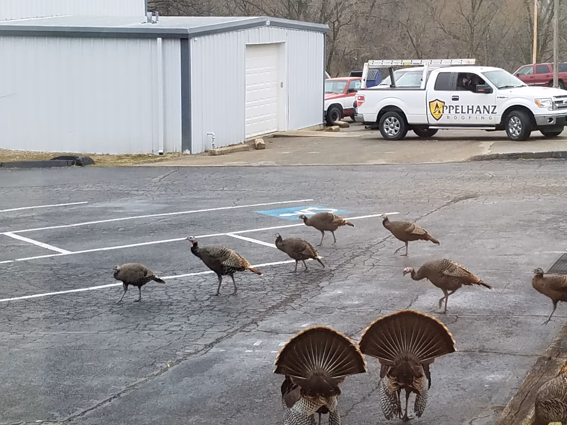 Several wild turkeys walking across a cracked parking lot near a metal garage and a parked pickup truck.