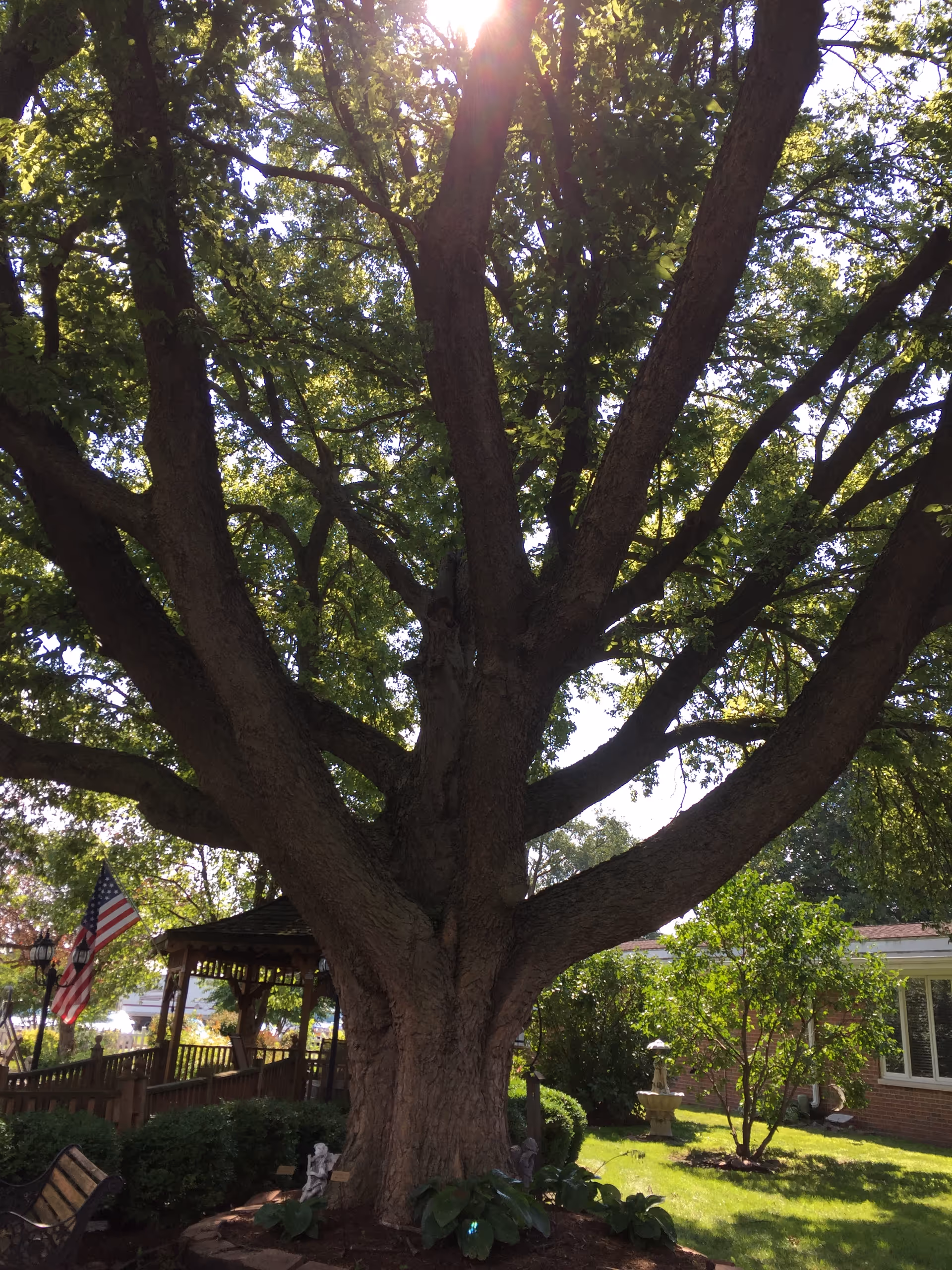 Large tree with thick branches and green leaves in a sunny garden area. There is a wooden gazebo with an American flag, bushes, a bench, and a brick building with windows in the background.