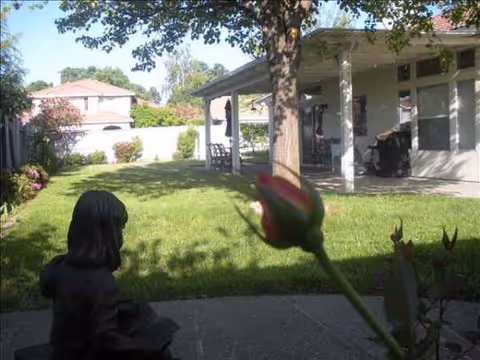 A grassy backyard with a statue in the foreground and a covered patio beside single-story home.